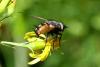 Peleteria rubescens